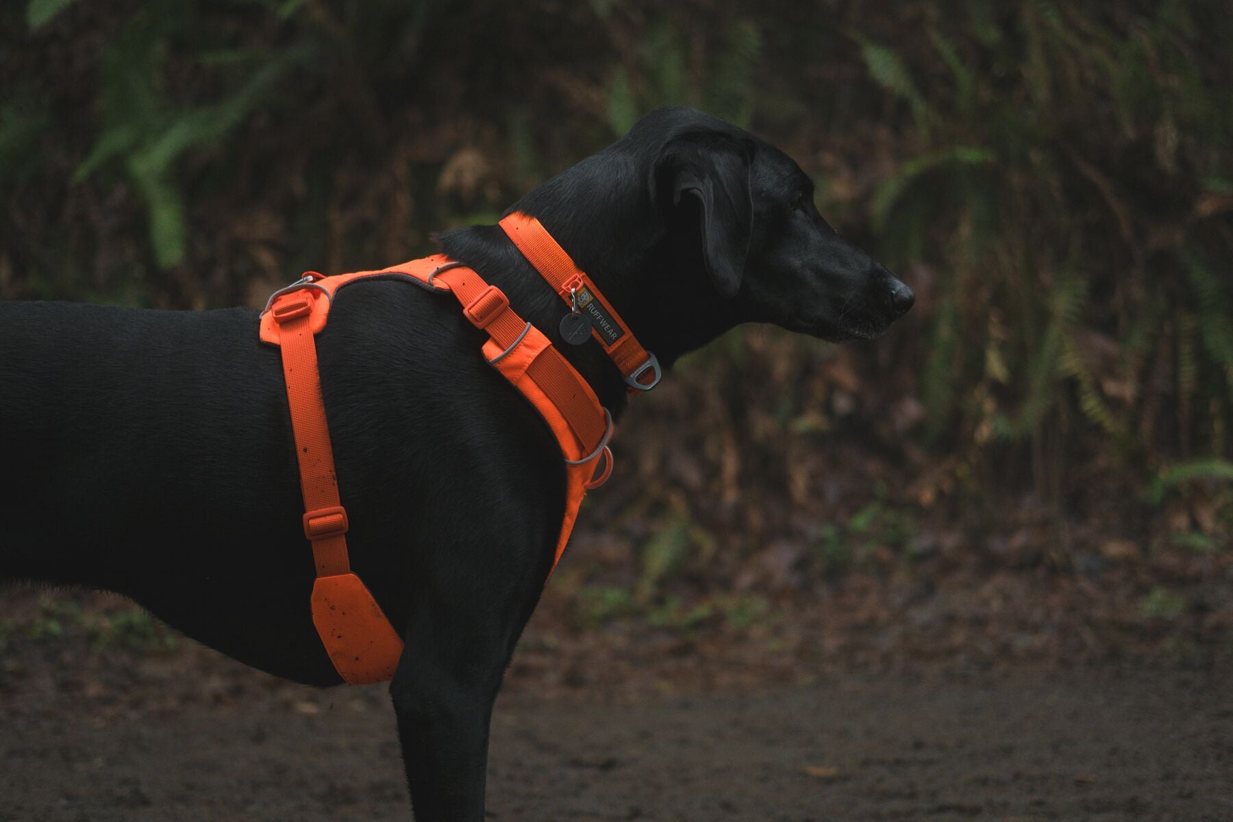 Premium Ruffwear Front Range everyday dog collar made from eco-friendly, colour-fast recycled webbing.