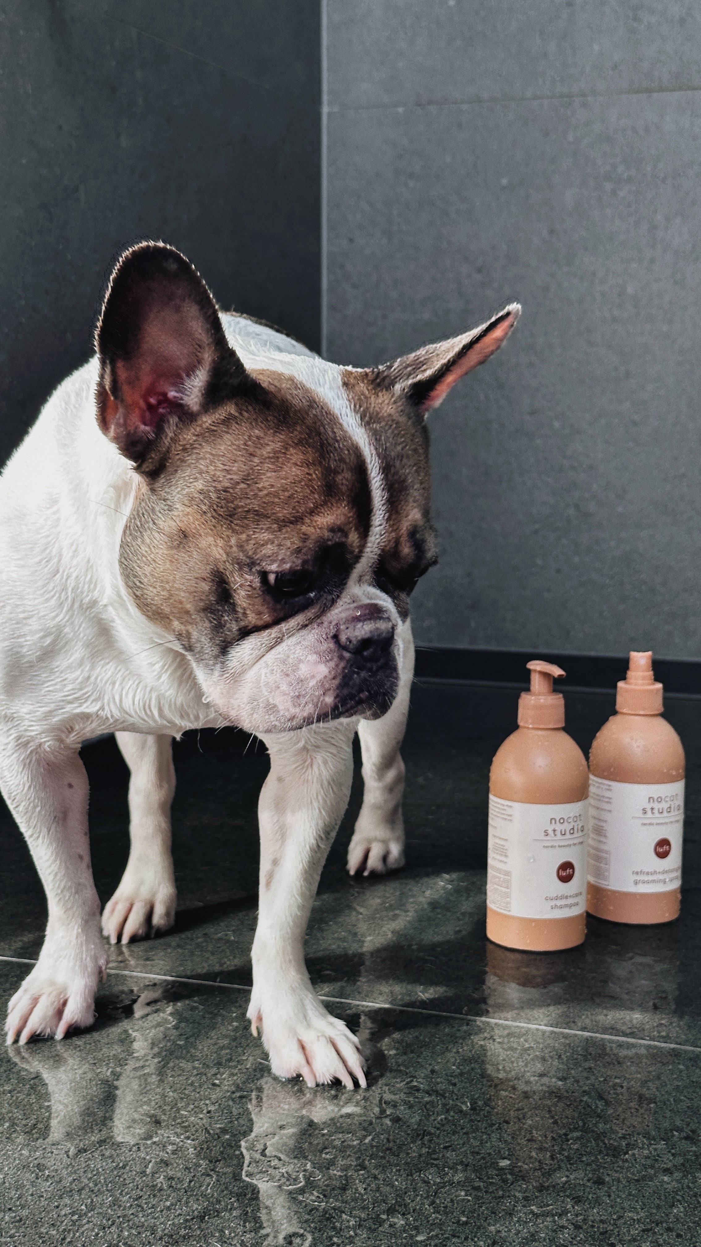 nocat studio cuddle+care dog and cat Shampoo, LUFT