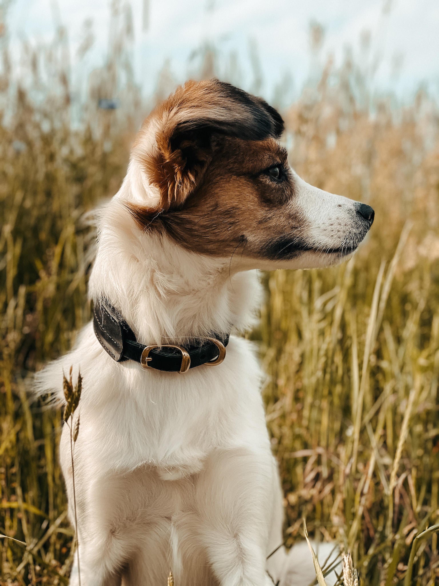 Pine Leather Dog Collar