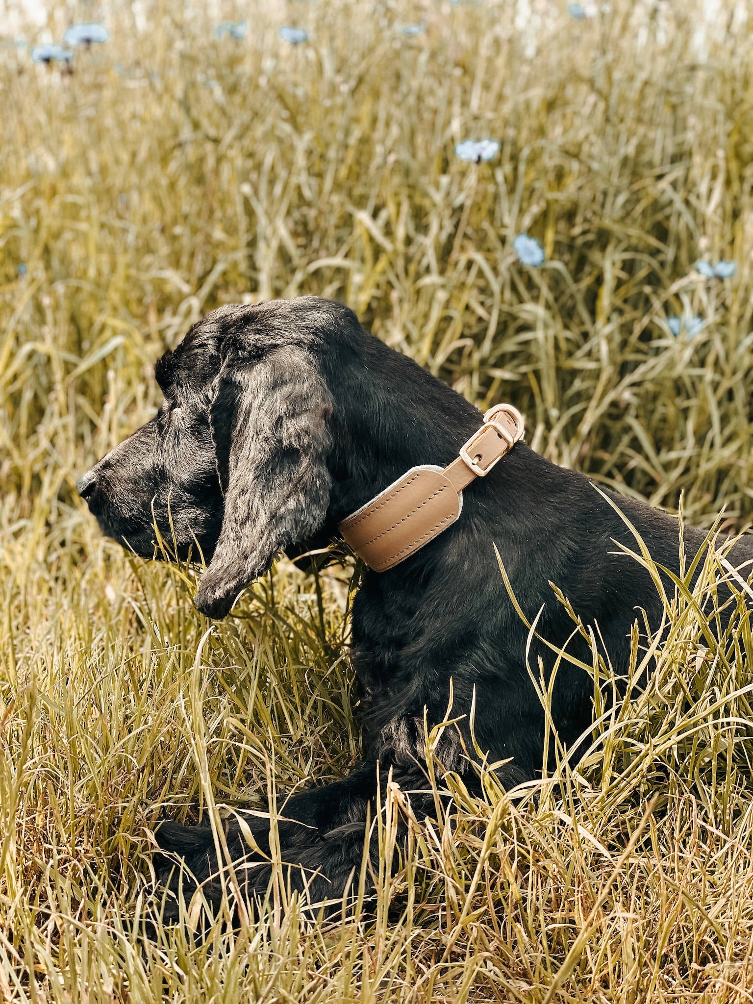 Pine Leather Dog Collar