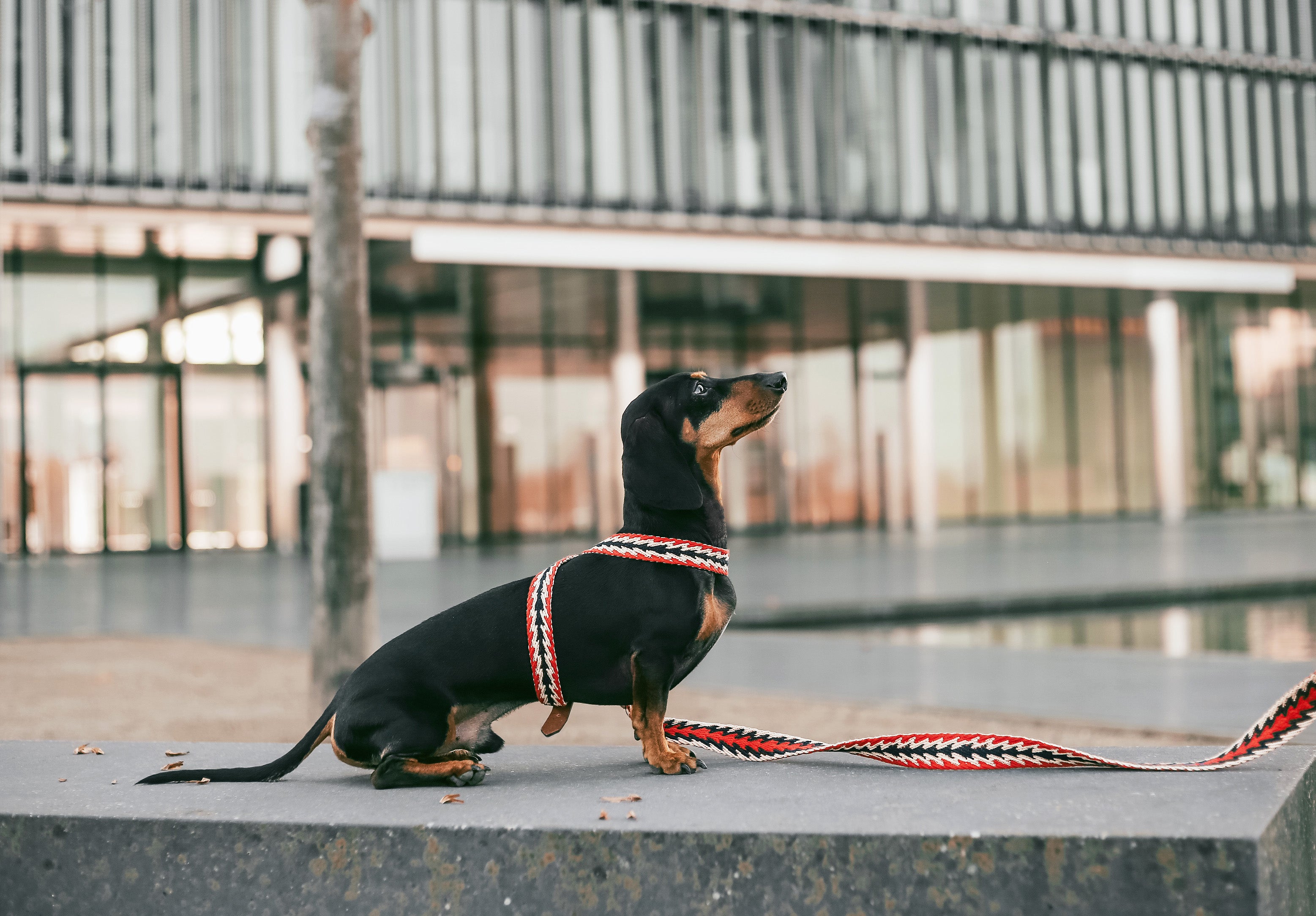 Dog Harness: Peruvian Arrow Red