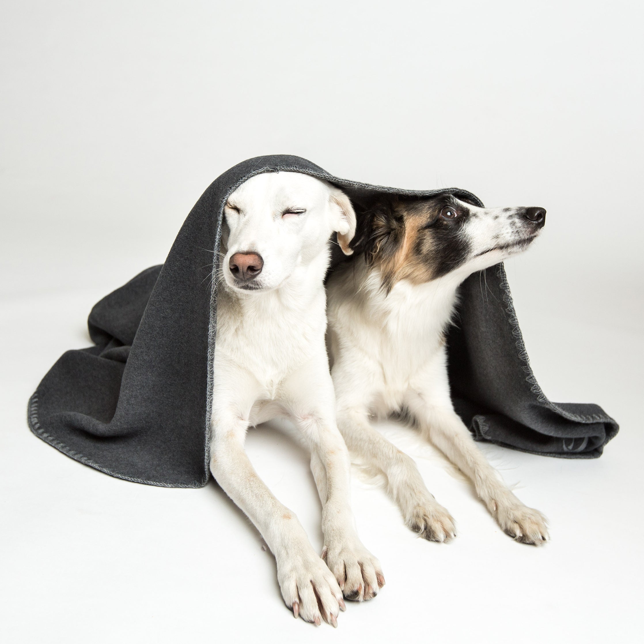 Cloud7 Dog Blanket, Soft Fleece Dark Grey