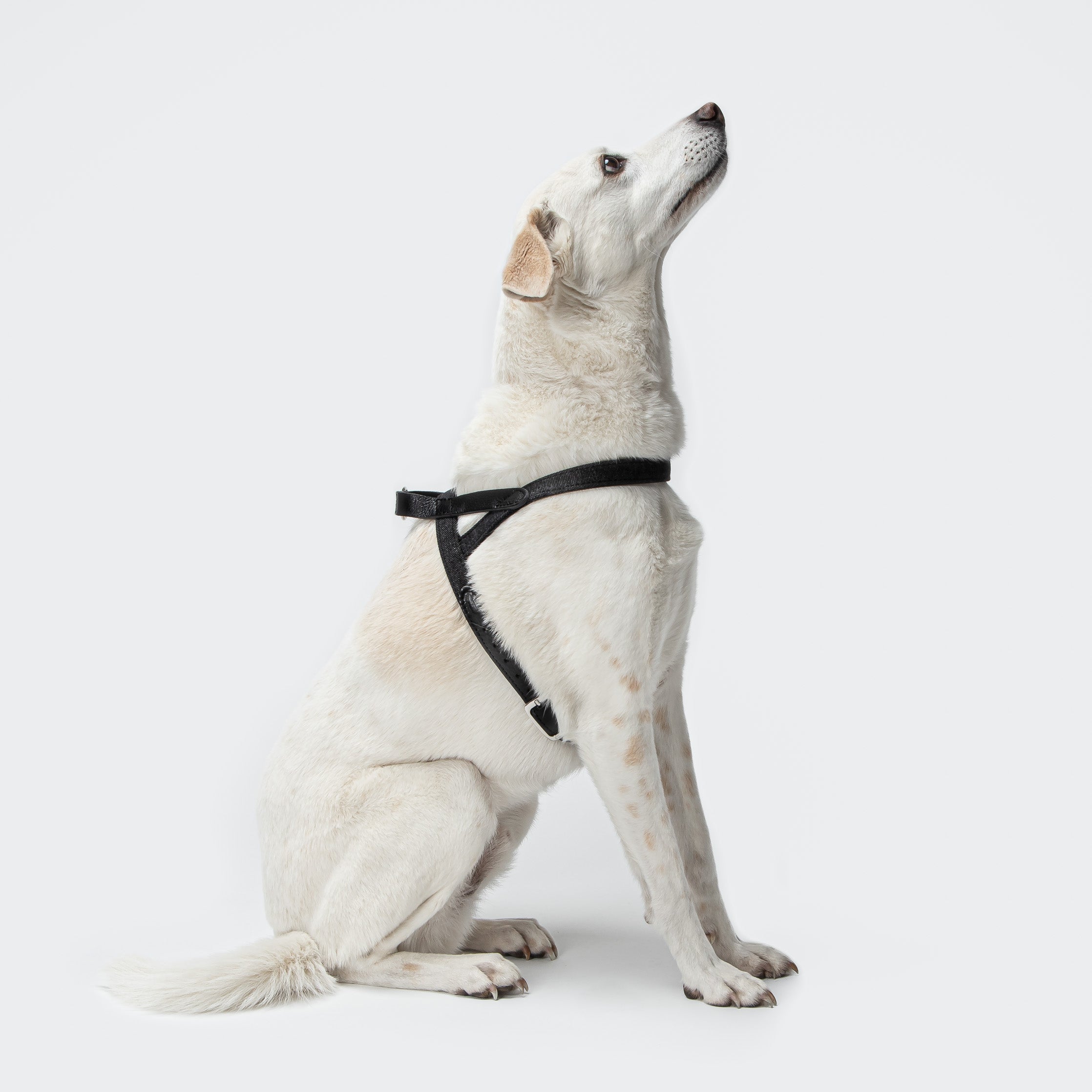 Cloud7: Tivoli Dog Harness in Canvas Leather, Black