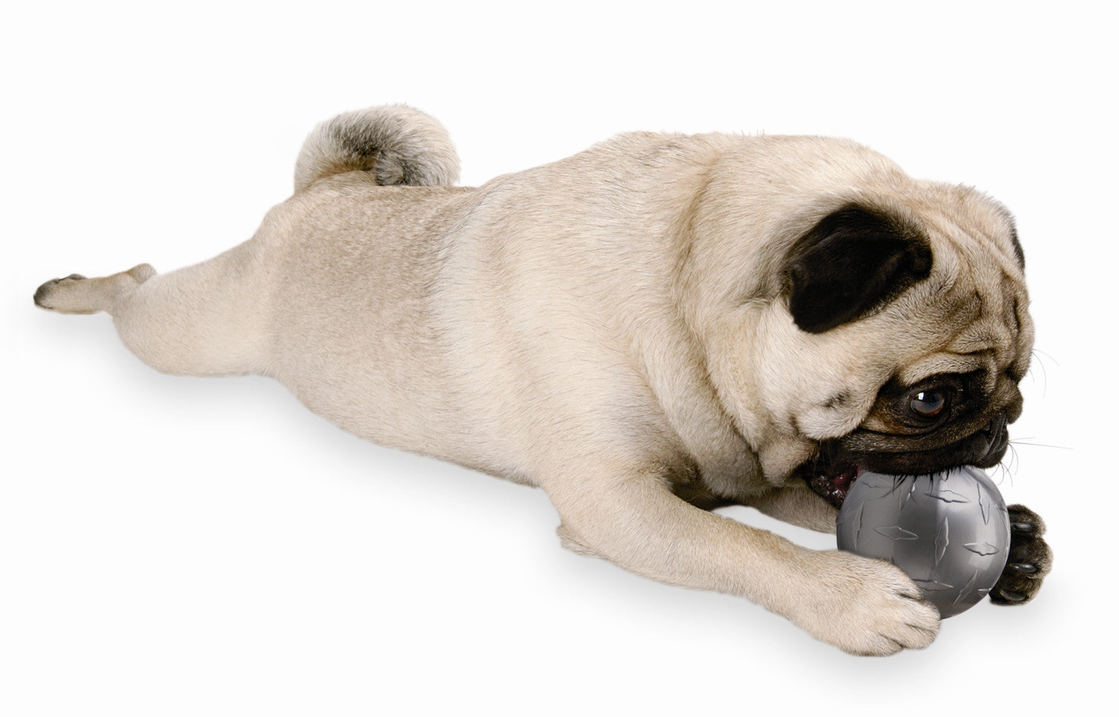 Dog Toy: Diamond Plate