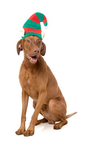 Elf Hat for Dogs and Cats