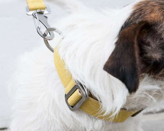 Dog Collar: Weave Cotton