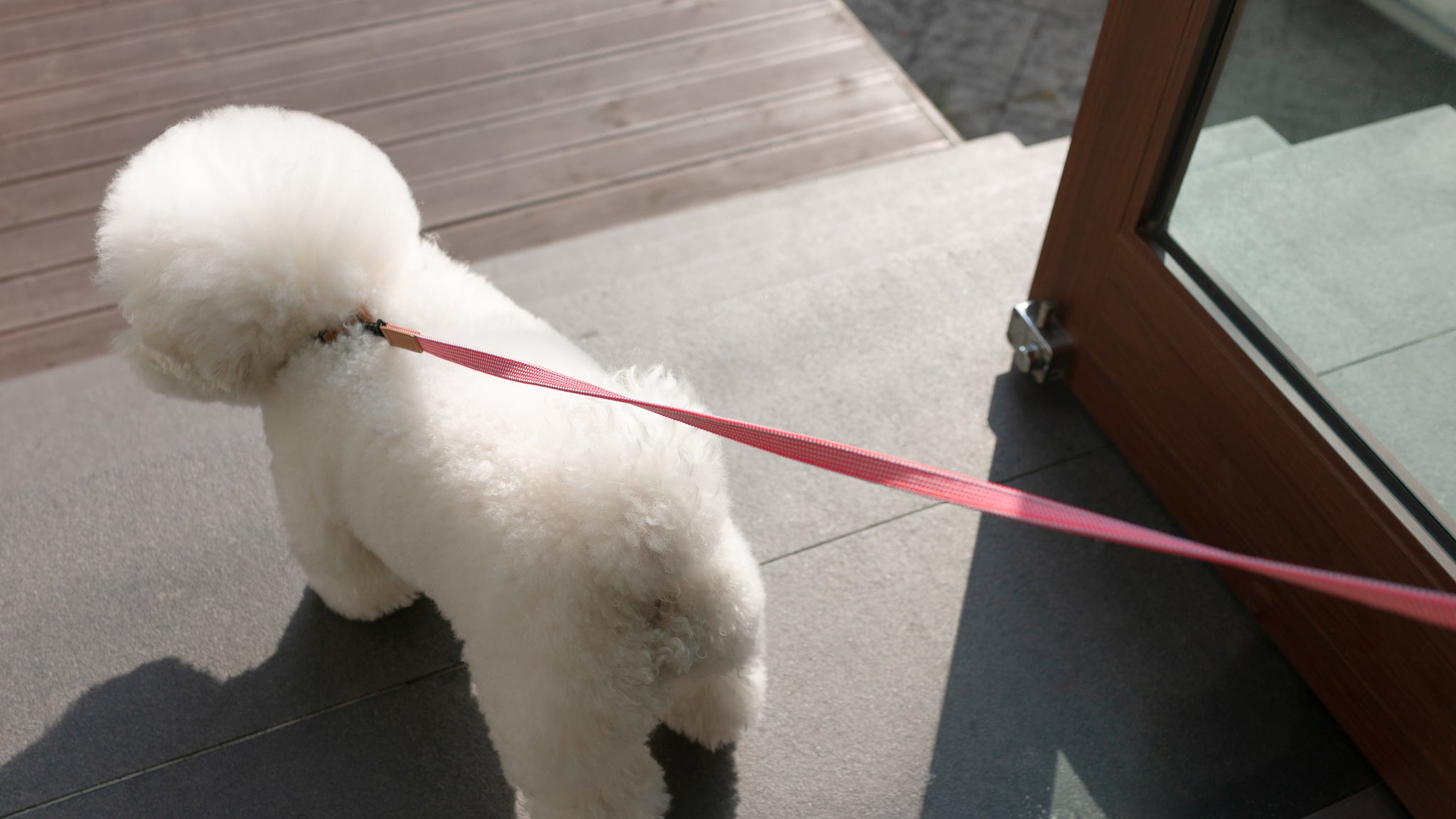 We are Tight: Ribbon Dog Leash, Flamingo