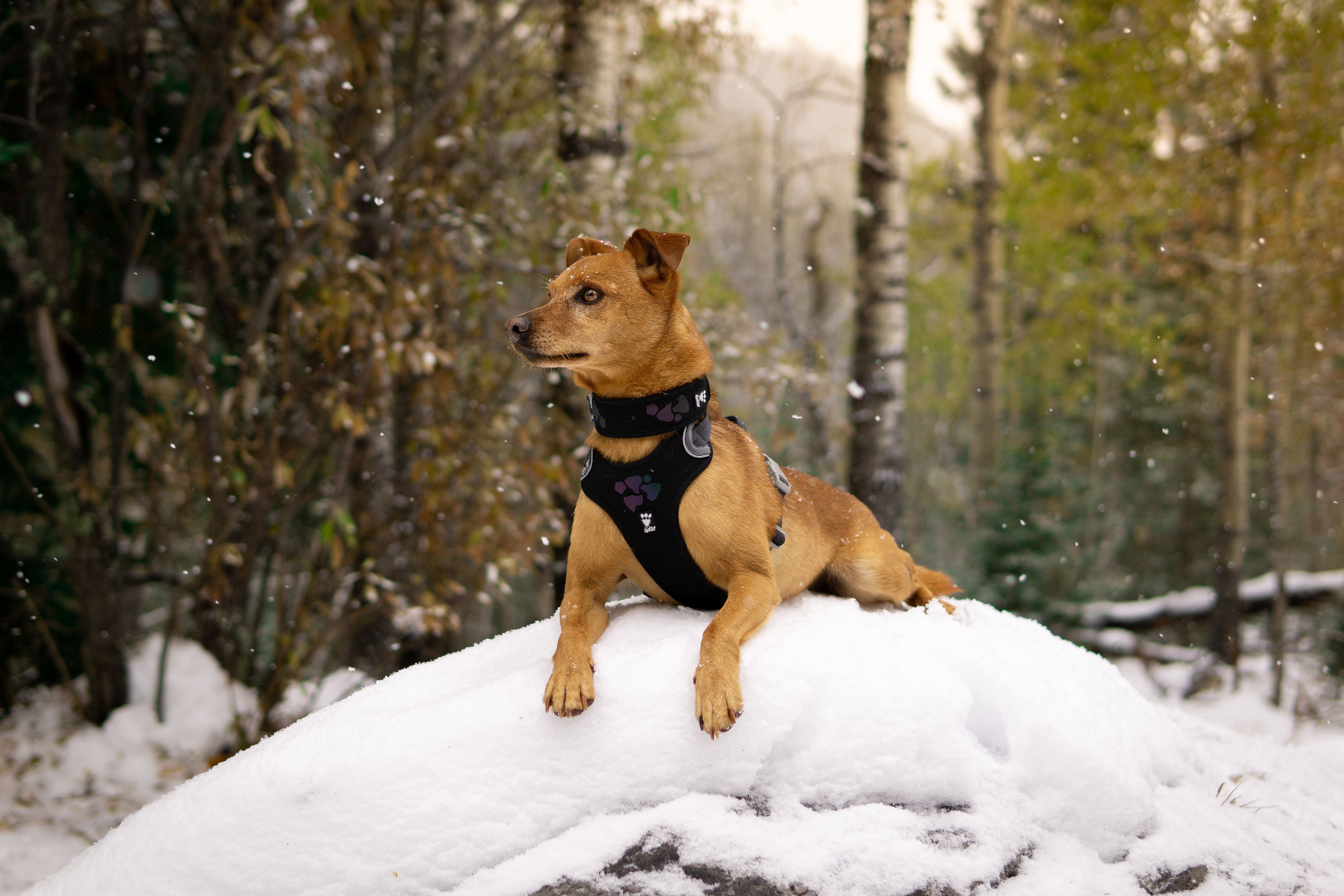 Hurtta Dog Harness: Weekend Warrior, Peacock