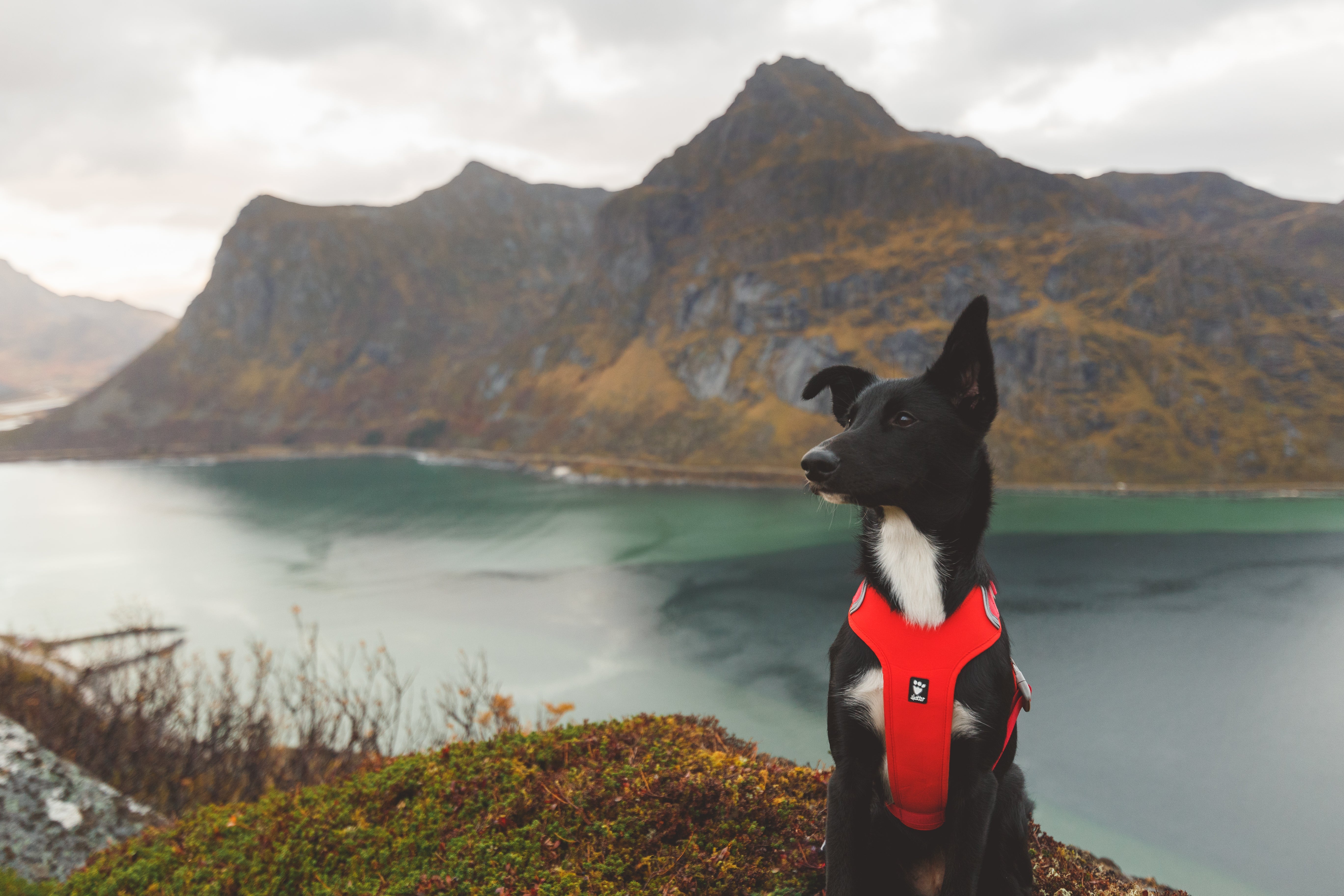 Hurtta Dog Harness: Weekend Warrior Eco, Hedge