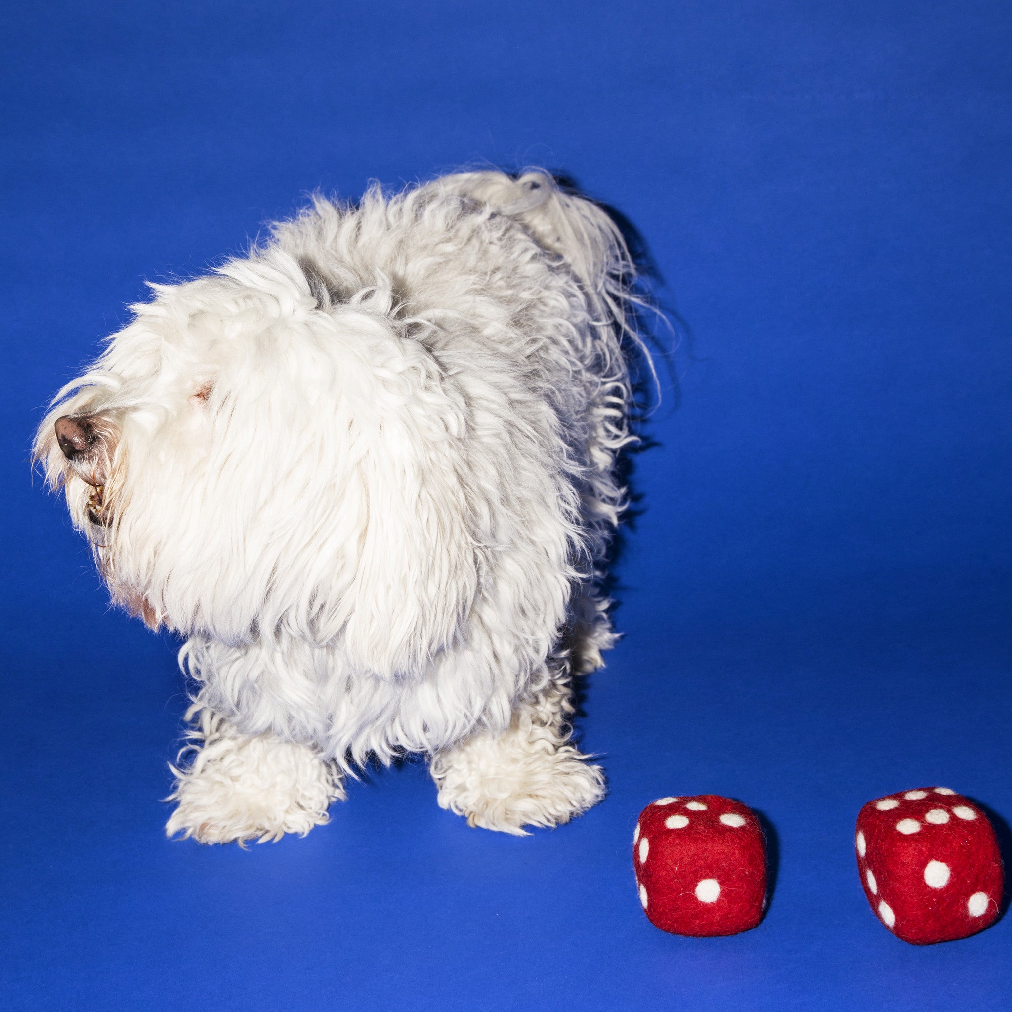 Dog Toy: Boiled Wool Pair of Dice