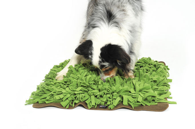 Knauders Best Schnuffelrasen Sniff Lawn for Dogs