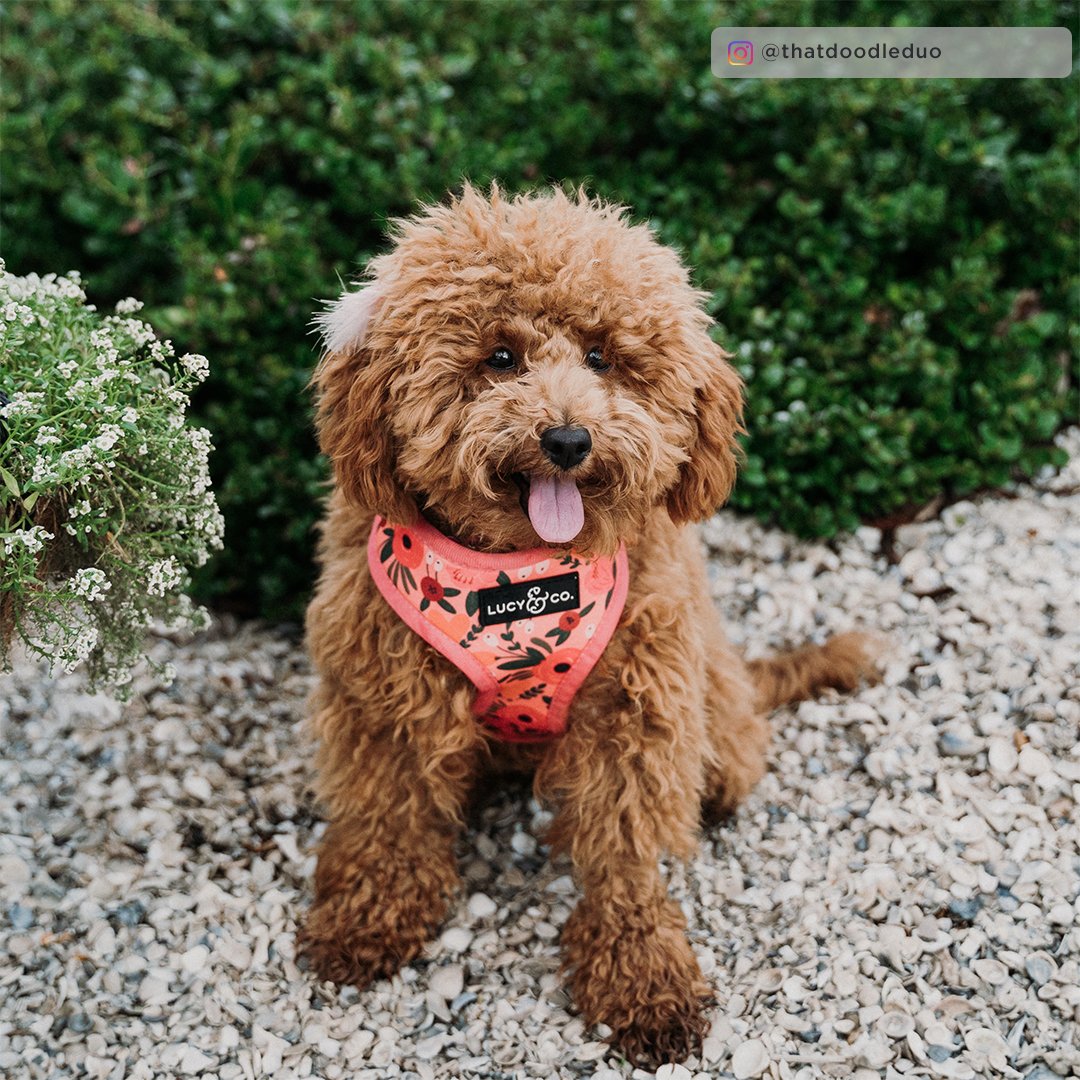 Lucy&Co Reversible Dog Harness: Posy Pink