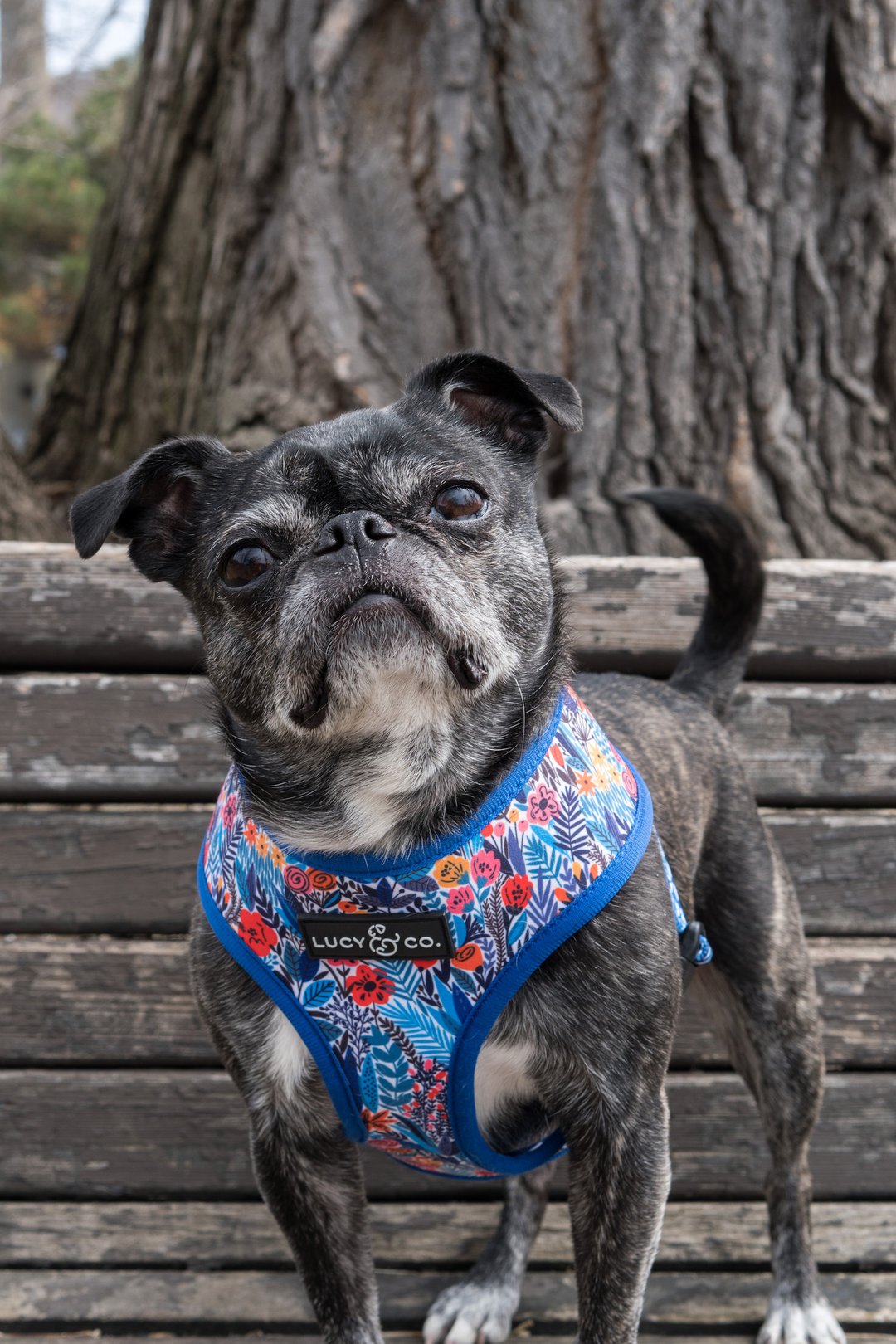 Lucy&Co Reversible Dog Harness: The Royal Garden