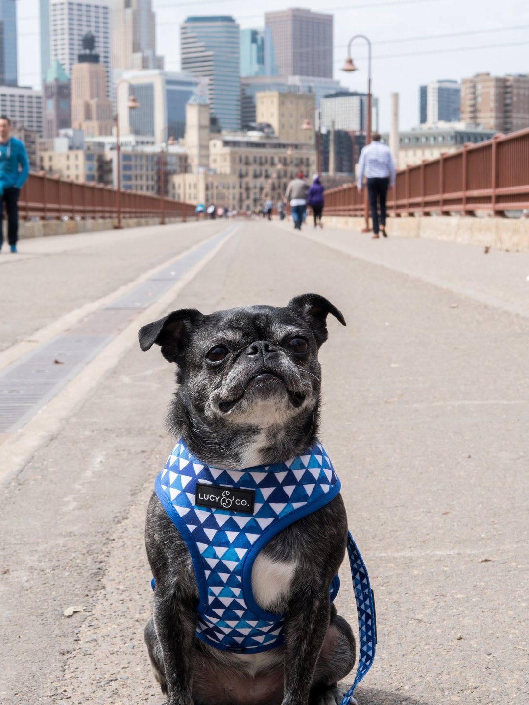 Lucy&Co Reversible Dog Harness: The Royal Garden