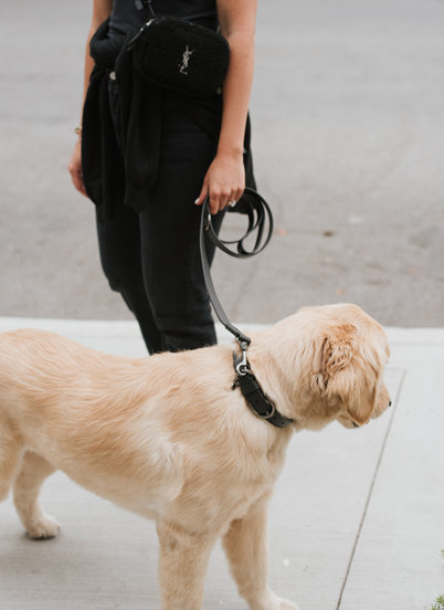 MaxBone Jewel Jet Dog Leash