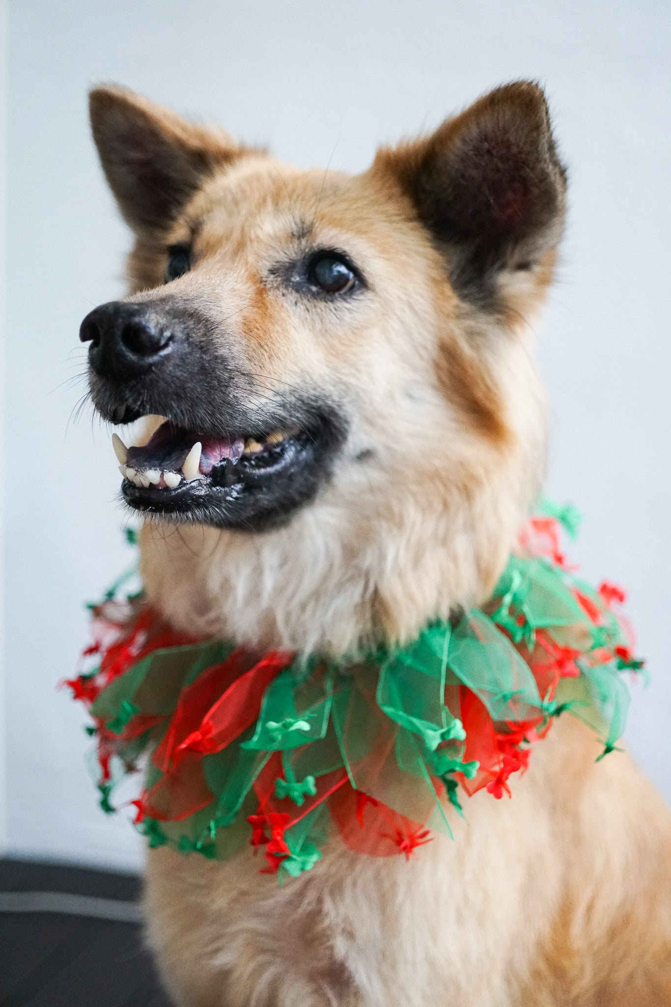 Fun Dog Neckwear, Christmas Bones Smoocher