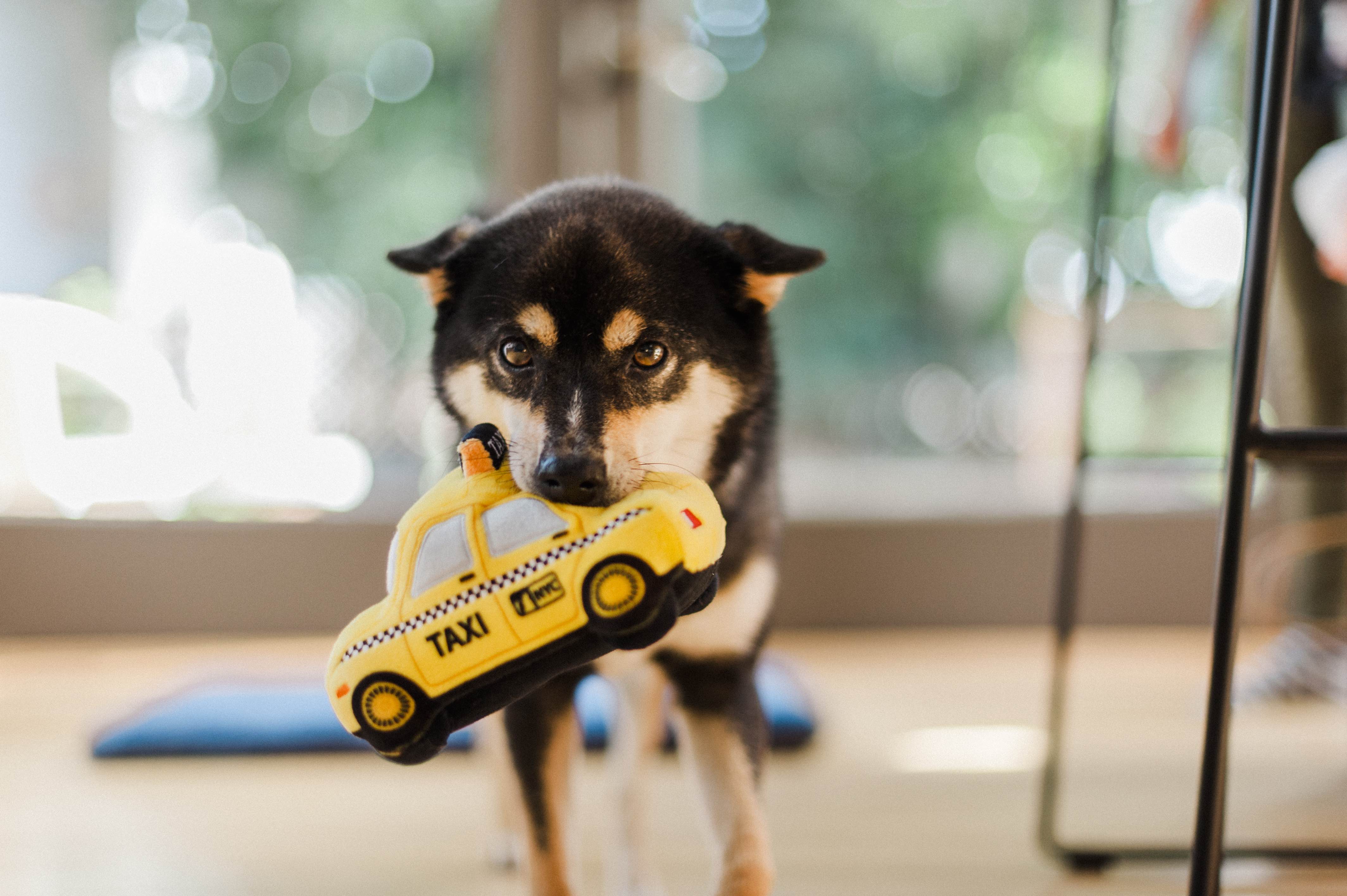 P.L.A.Y. Canine Commute Plush Dog toys: Bundle