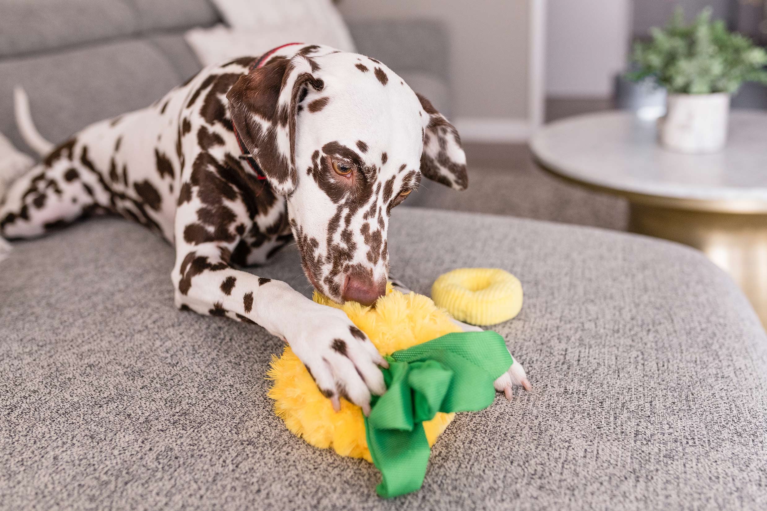 Tropical Paradise Squeaky Plush Dog toys, Bundle