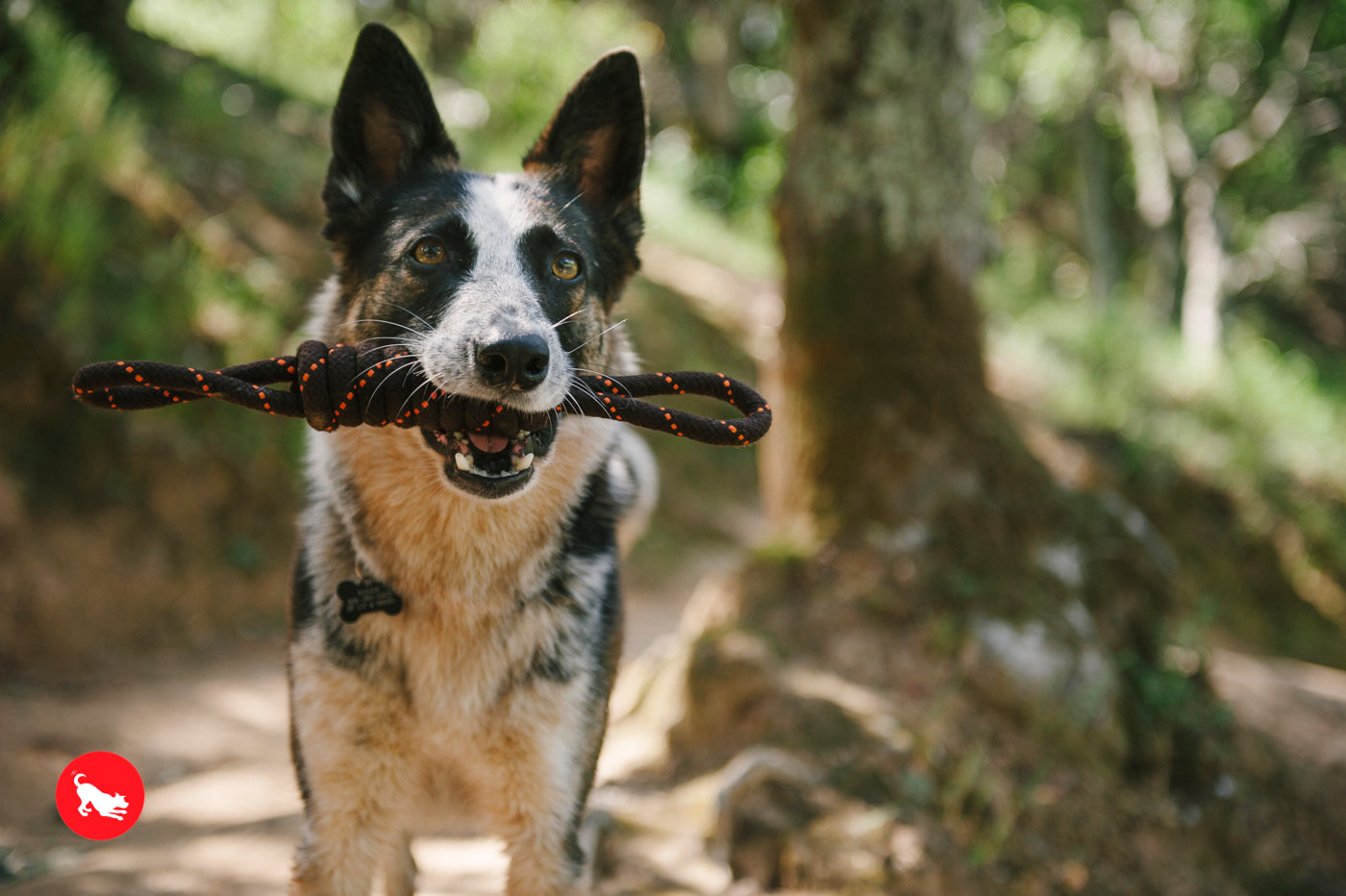 P.L.A.Y. Outdoor Collection Tug Rope Toy