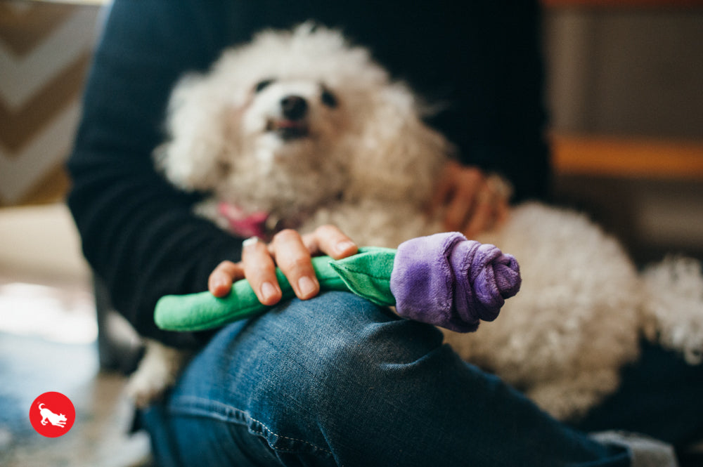 Puppy Love, Dog Squeaky Plush Toys, Rover's Roses