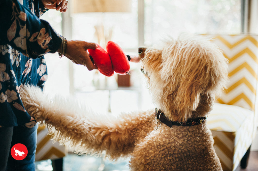 Puppy Love, Dog Squeaky Plush Toys, Fur-ever Hearts