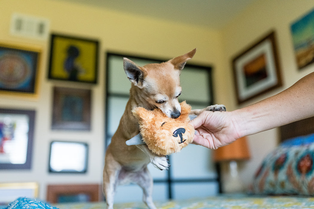 P.L.A.Y. SPIKED plush toy Biff the Dog Junior 