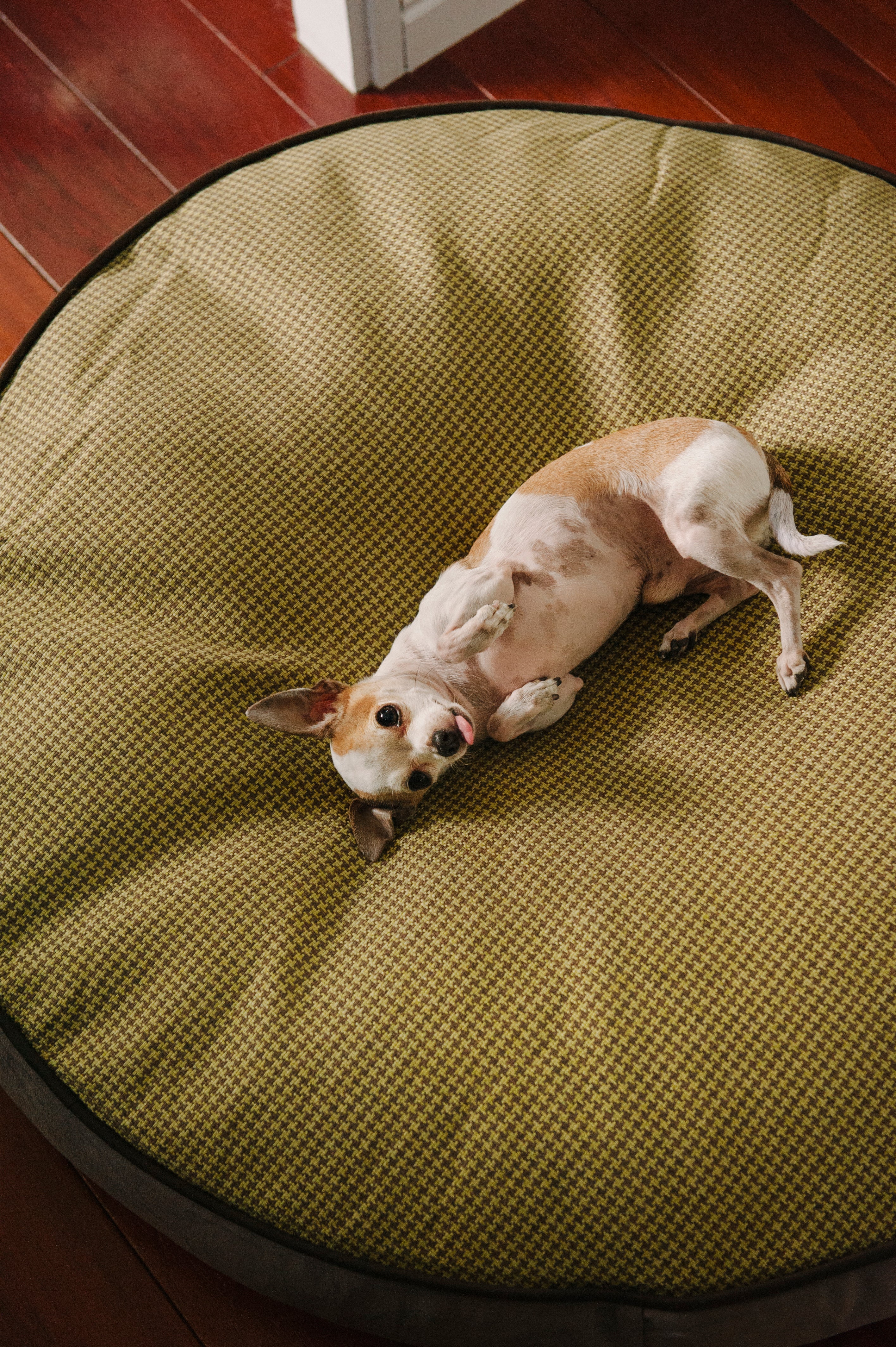 Round Dog Bed, Houndstooth Buttercup Yellow