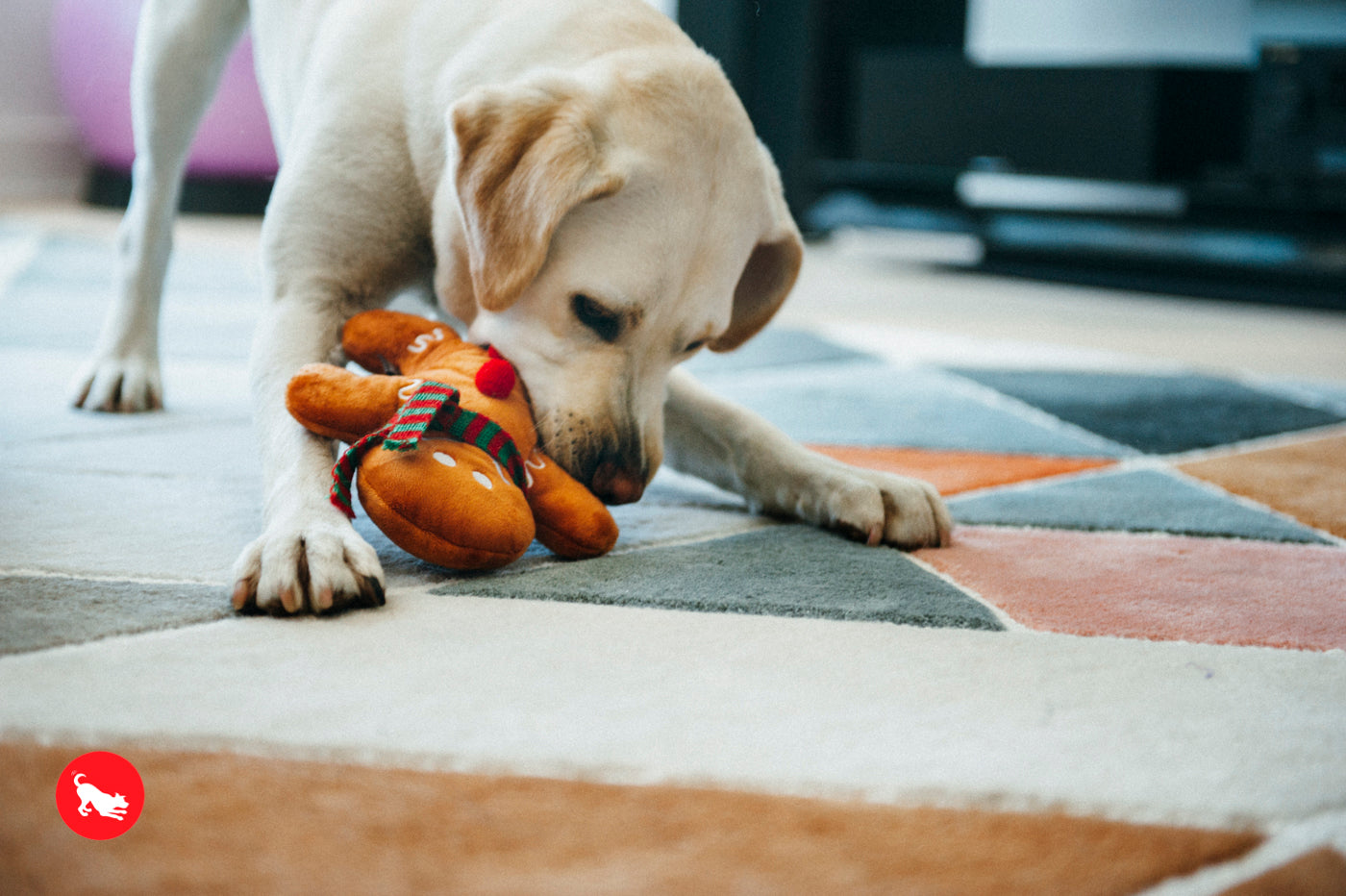 P.L.A.Y. Holiday Classic: Holiday Hound Turkey