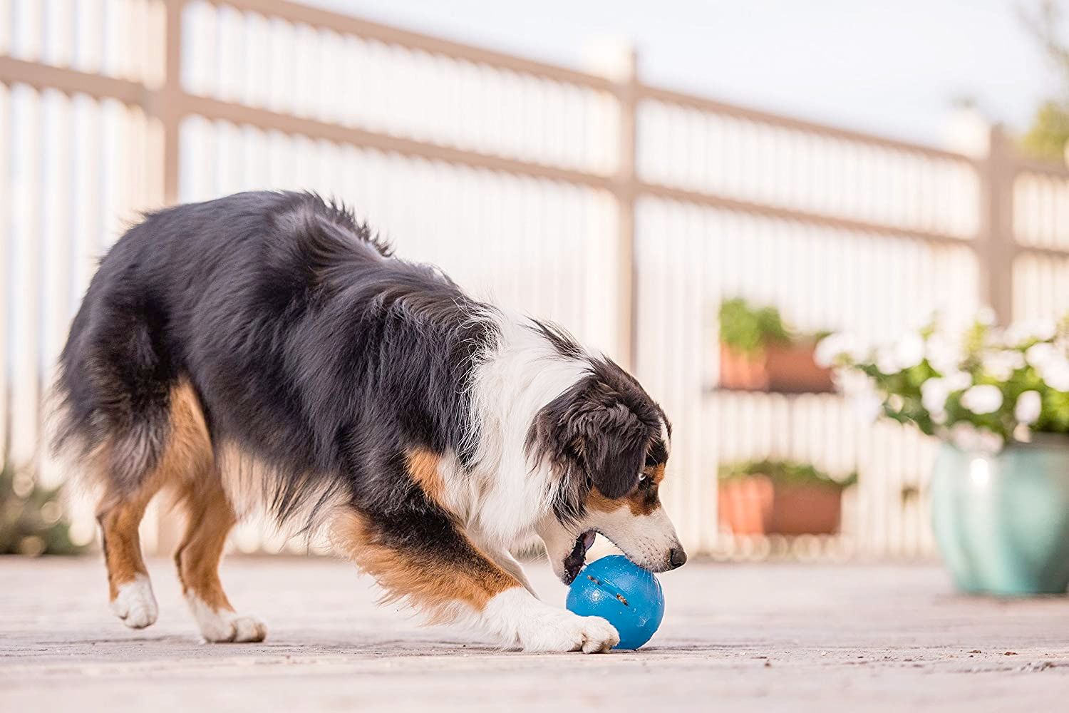 Interactive, Treat-dispensing Dog Toy, Orbee-Tuff Ball, Guru Royal Blue