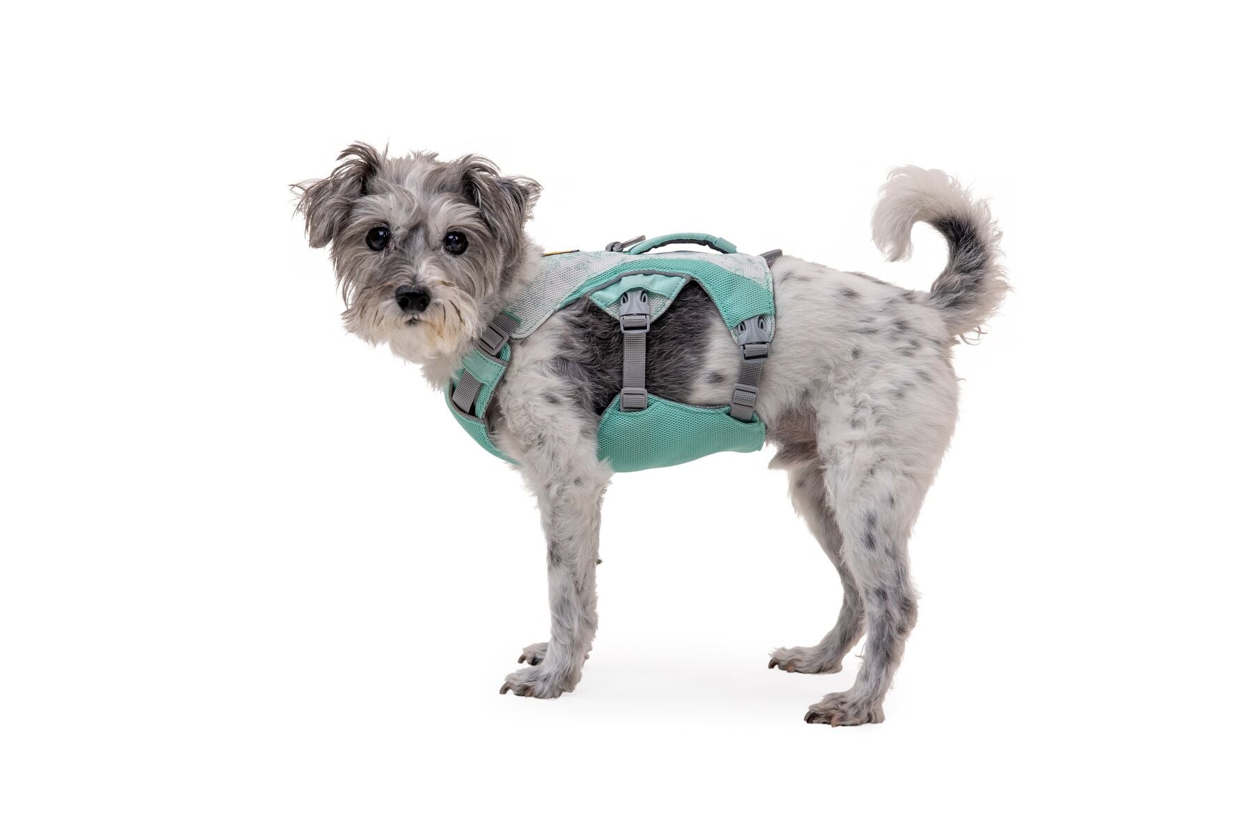 Ruffwear Dog Cooling Harness: Swamp Cooler