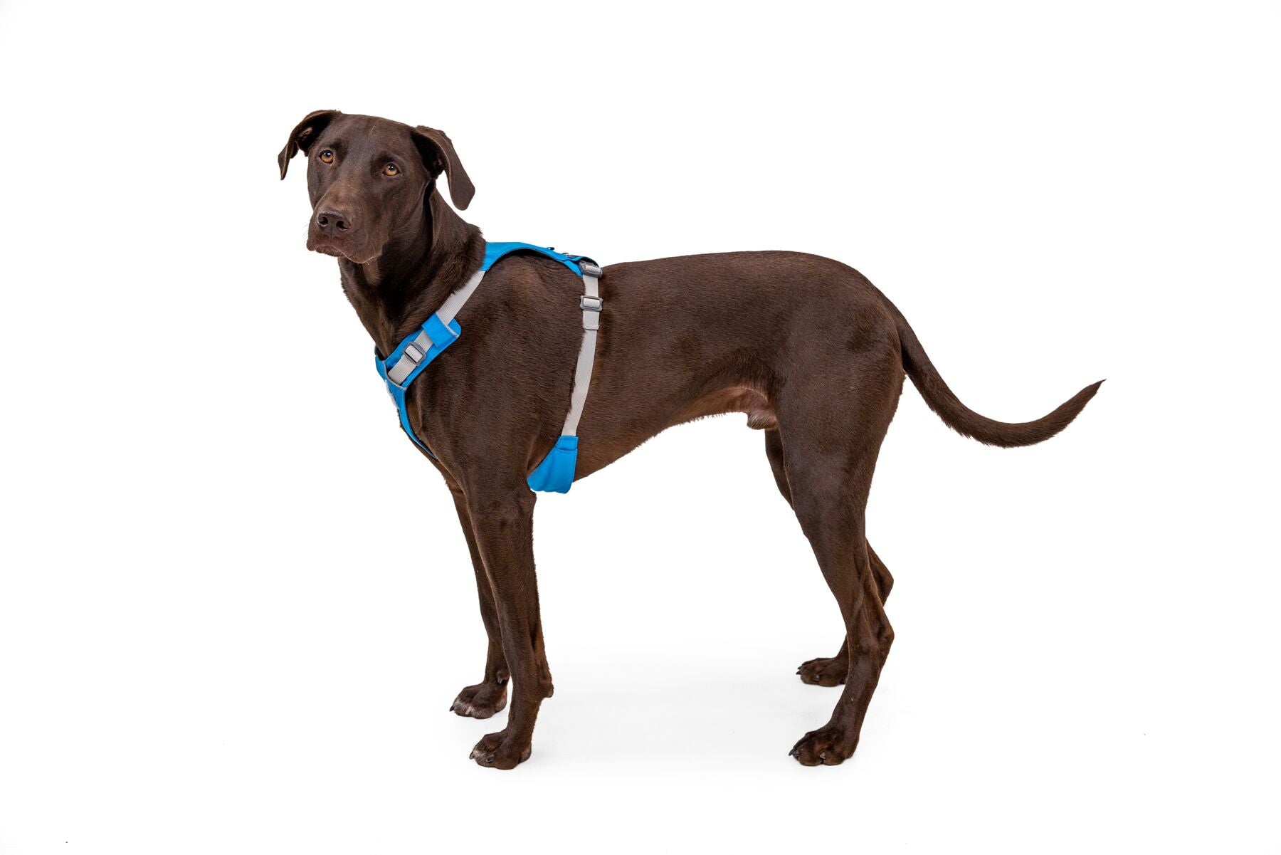 Ruffwear Dog Lightweight Harness: Hi & Light