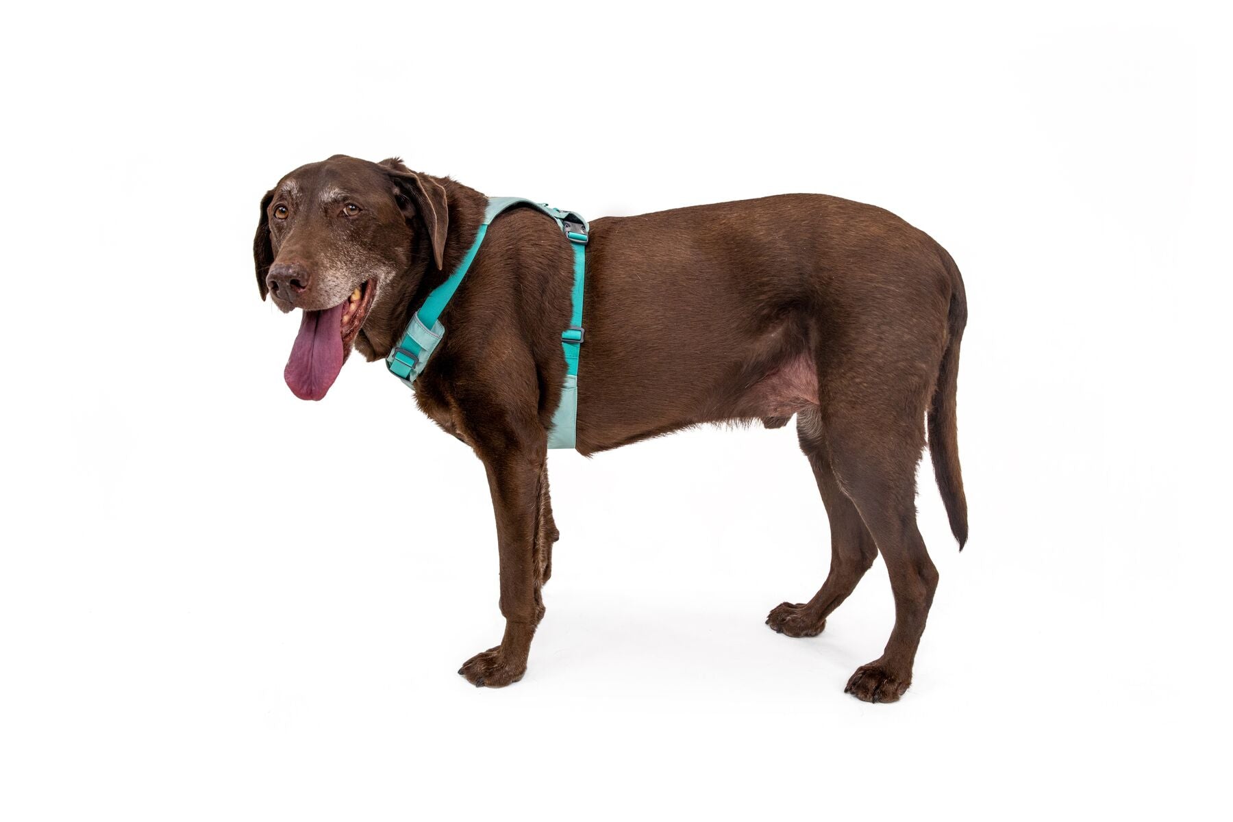 Ruffwear Dog Lightweight Harness: Hi & Light