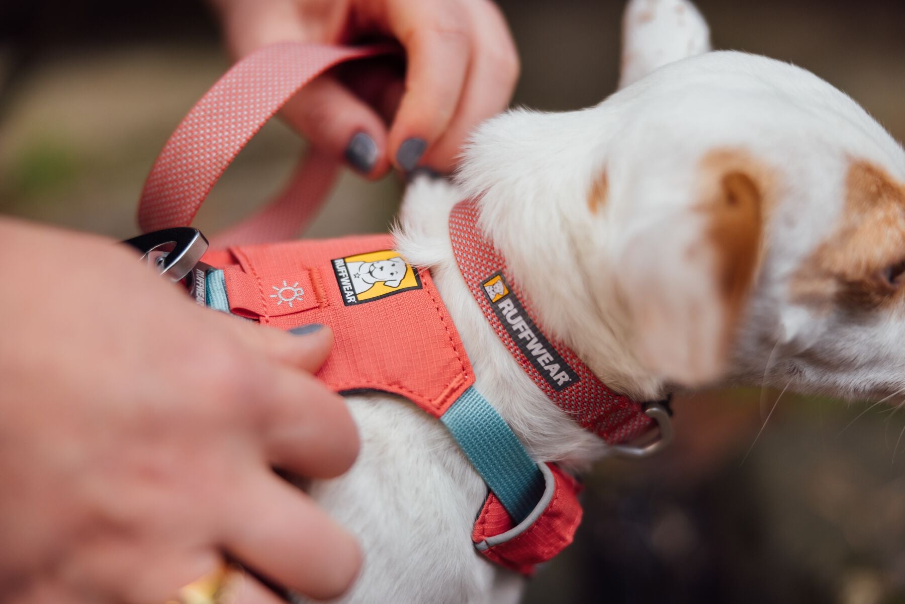 Ruffwear Dog Lightweight Harness: Hi & Light