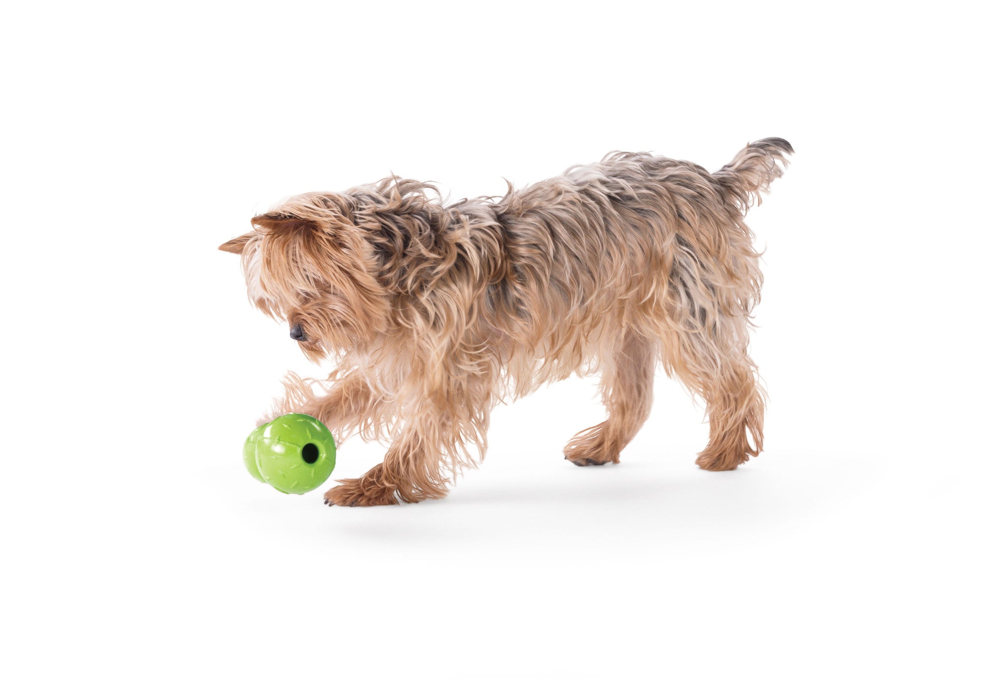 Dog Toy: Diamond Plate