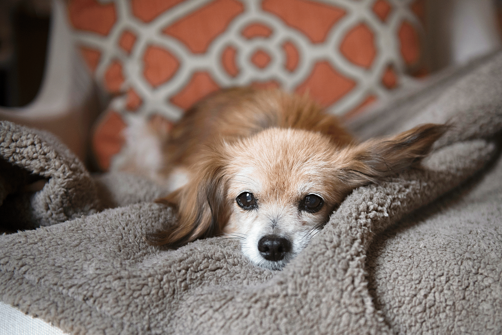 Big Sky Dog Blankets, Dusty Rose