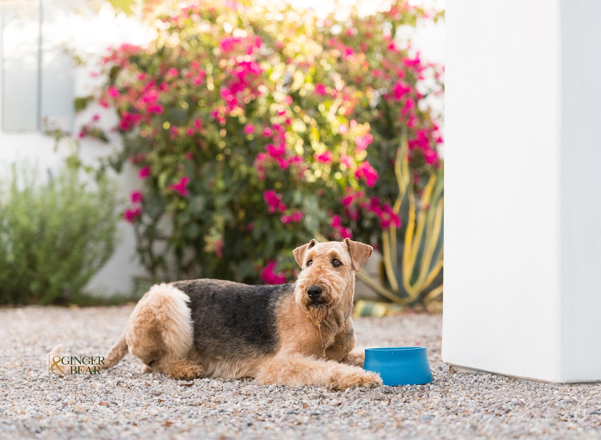 Dog Food and Drink Non-slip Eco Sustainable Bowl: Seaflex Marine