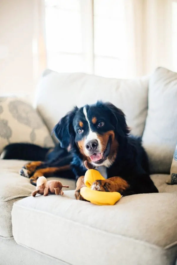 Zippy Burrow Sniff 'n Search Squeaky Dog Toy, Monkey 'n Banana