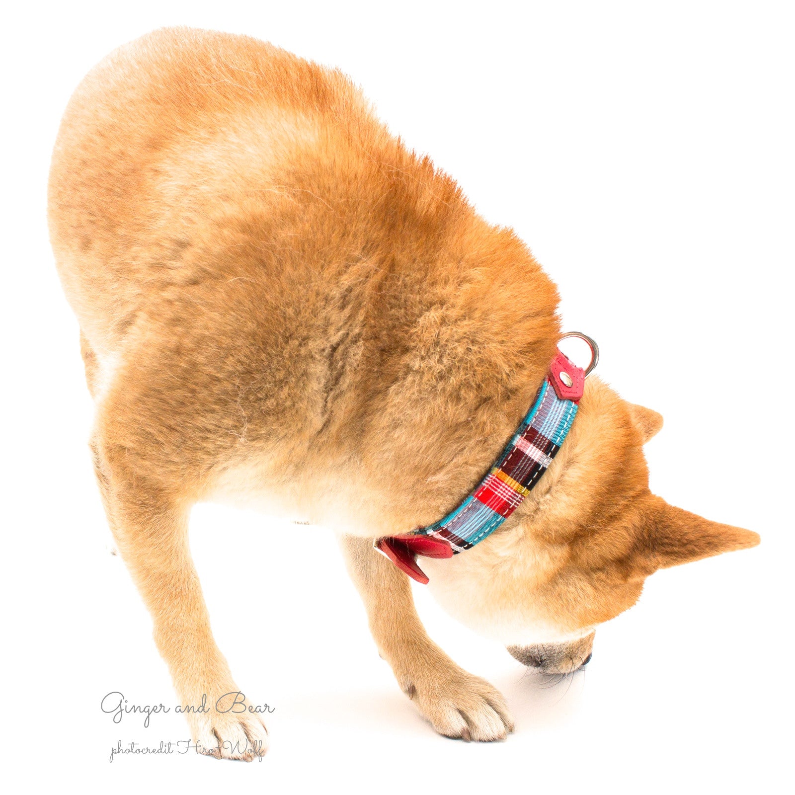 Hiro+Wolf Collar: Masai Blue Check